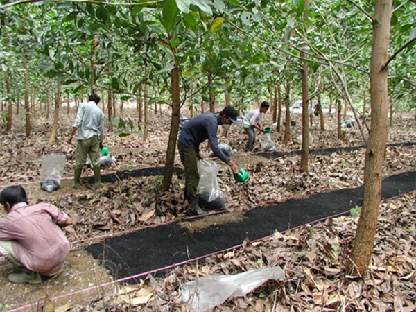 seppellimento di biochar o carbonella